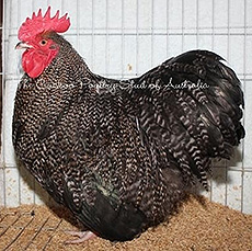 A Cuckoo Orpington bantam.