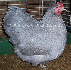 A Lavender Cuckoo Orpington bantam pullet.