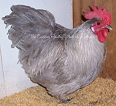 An experimental Lavender Orpington bantam cockerel.