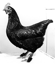 Langshan pullet 1961