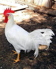 White Leghorn