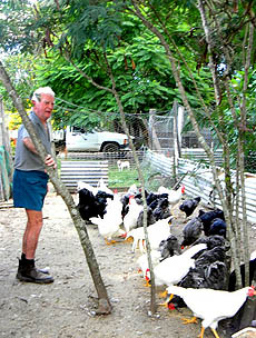 Clive casts his eye over a flock of youngsters