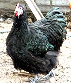 Black Orpington cockerel