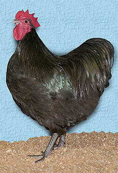 Champion Australorp cockerel