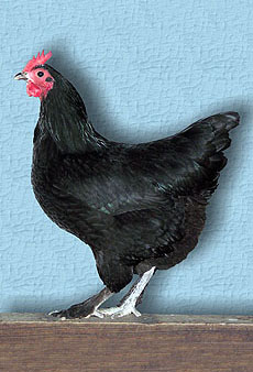 Langshan hen