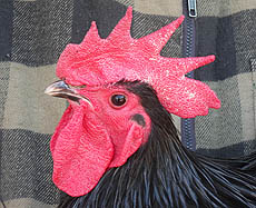 Australorp head study