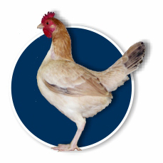 Australian Langshan cockerel