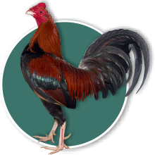 Old English Game bantam cockerel