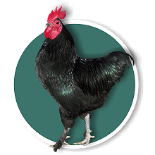 Australian Langshan cockerel