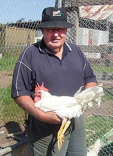 White Leghorn