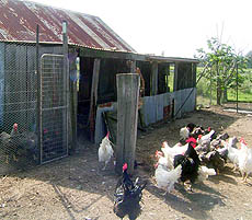 Mixed flock